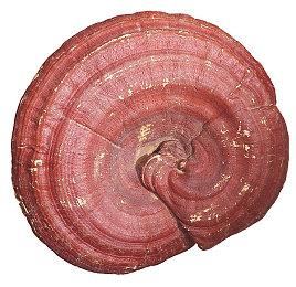 策略游戏《传奇生物2》Steam页面上线 发售日期待定